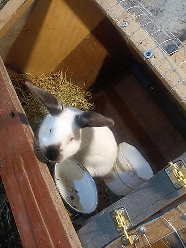 cücə yemi: Ev dovşanları – təsərrüfat və ya ev heyvanı üçün - Növ: ev dovşanları — 2