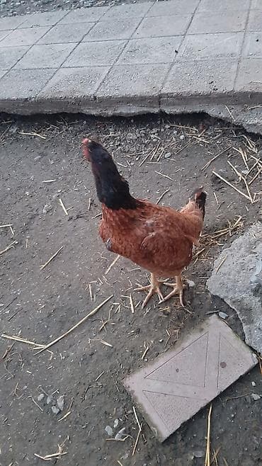 Курица, Для яиц, Платная доставка