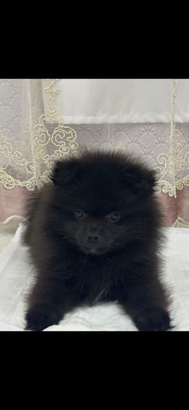 butun it cinsleri: Şpitz, 2 ay, Erkek, Ünvandan götürmə — 2