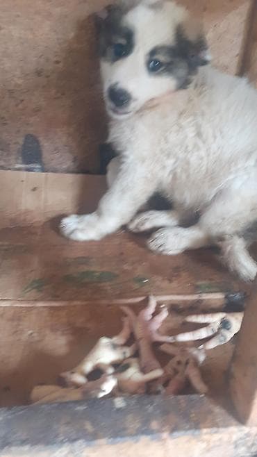 balaken heyvan satisi: Alabay, 1 ay, Dişi, Ünvandan götürmə — 7