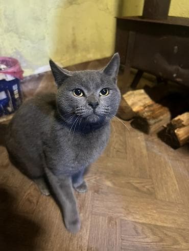 Rus mavi, Yaxşı əllərə