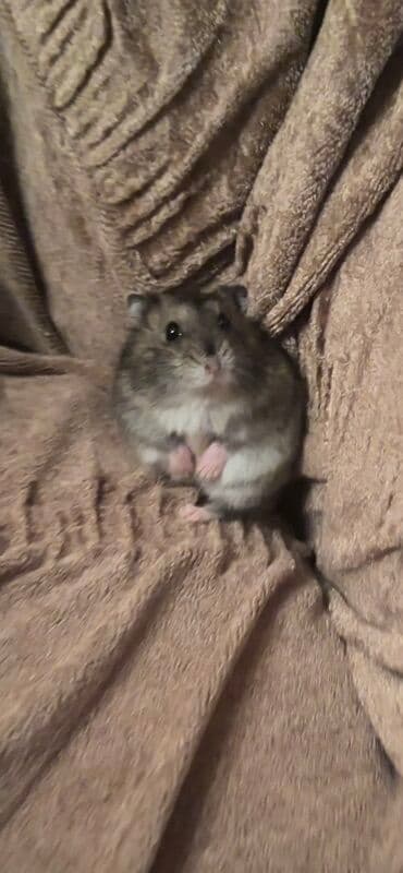 hələb kecilərin qiyməti: Salam.Hamster Cunqarik.3 ədəd qara 2 dişi 1 erkəy satılır.Hamısı ev — 1