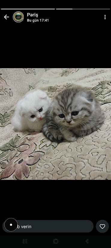 samoyed satisi: Şinşilla, Dişi — 1