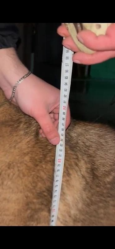 doberman satilir: Salam diṣ̌i satilir boy -85 sm çeki 65-70 Ukraniya Volqoqrad çempionu — 2