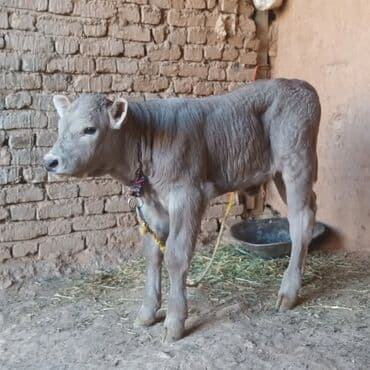 Digər kənd təsərrüfatı heyvanları: Boz rəngli dana – ətlik/südlük istiqamət üçün perspektivli — 4