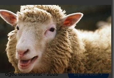 25yasim var aileliyem təsərrüfat iwi axtariram lalafo.az -da 25yasim var aileliyem təsərrüfat iwi axtariram