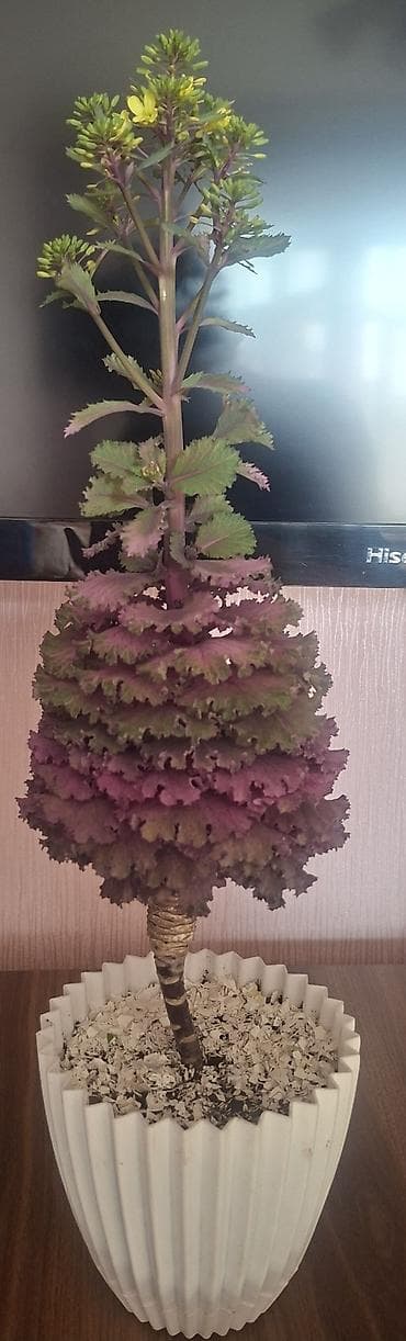 gozel agac sekilleri: Satılır: otaq bitkiləri (şəkillərdəki qabları ilə) 1) Oxalis — 2