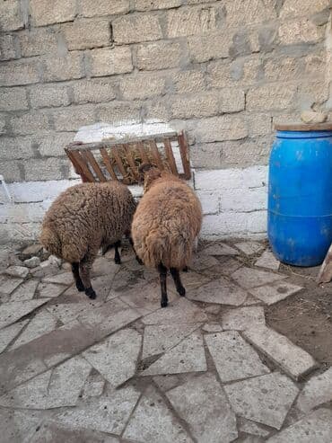 quzu satan: 2 baş qoç quzu satılır. - Cins: yerli tip, qəhvəyi yunu, qara ayaqlar — 2