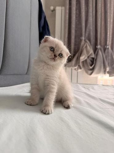 van pisik: Sevimli Scottish Fold və British tipli pişik balaları - Növlər — 4