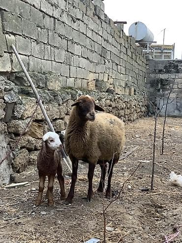 pitbull tap az: Ana Bala qoyun satılır sağlam heyvandı — 1