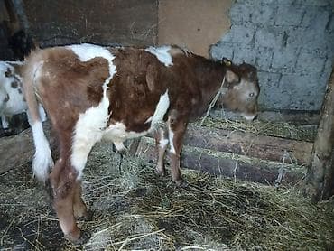 hinduska balasi satilir 2019: 7 aylıq semetalı.erkei dana salır saxlamalı danadı kim istese buyrsun — 1