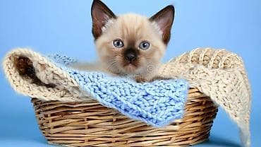 siam pisiyi haqqinda: Siam — 3