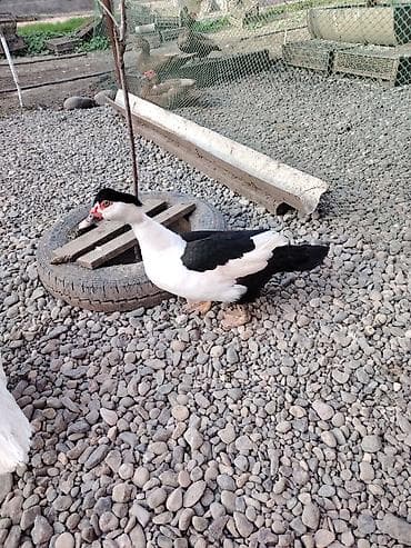 bala ordek: Muscovy (lal ördək) sortları Təmiz orijinal damazlıqlardan alınma — 2