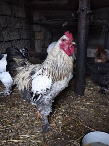 karella quslari: Toyuq, Brama, Damazlıq, Ödənişli çatdırılma — 8