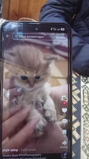 pişik adları: Şotland yastı qulaq — 2