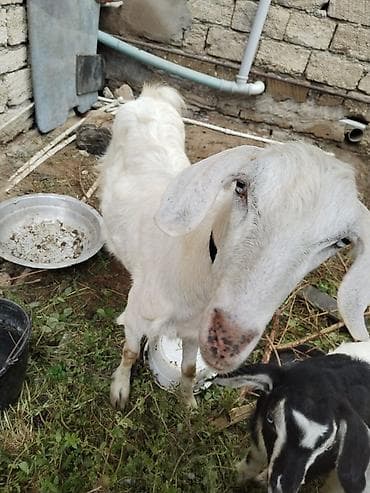 hinduska balasi satilir 2019: Səna keçisi balalar ilə satılır biri dişi biri Erkey di hələ süd — 5