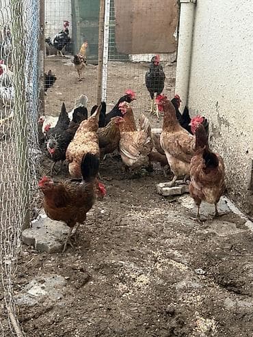 toyuq broyler: 13 denedi real alcya endrim olcaq barter yoxdu — 1