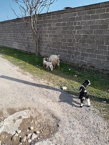 cəpişlər: Məhsul: Qoyun-keçi təsərrüfatı üçün ana keçilər və bala keçilər — 7