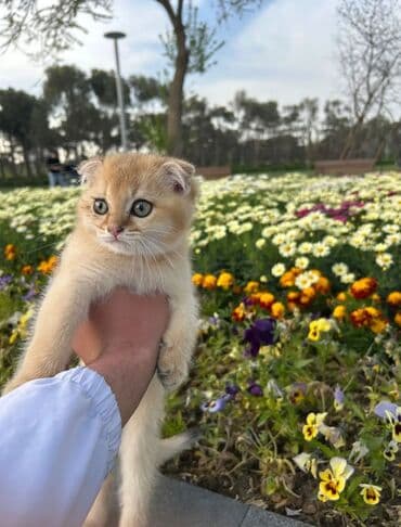 cütleşdirme: Золотая шиншилла, Самец, Для вязки, Бесплатная доставка, Платная доставка, Доставка в районы — 10