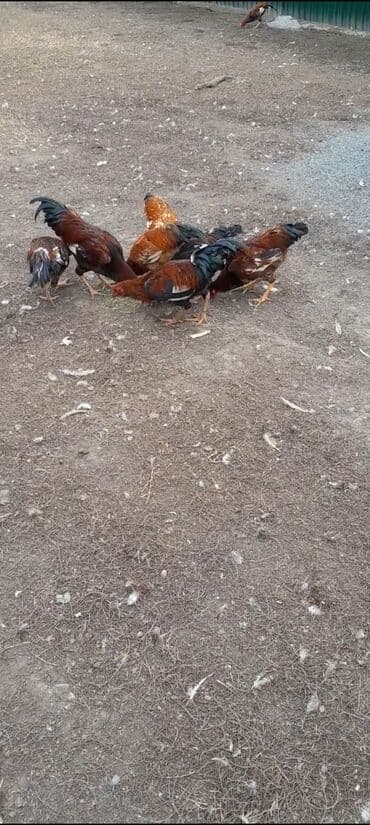 Inəklər, öküzlər: 25 AZN--kənd çolpaları 9 aylıqdılar çəkiləri 2 kq və1.80 kq Təsvir — 2