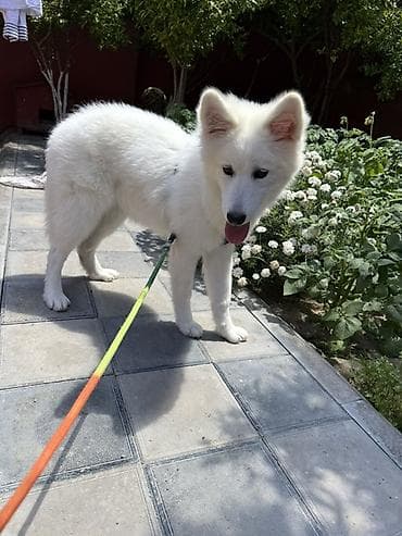 it ucun kəmər: Samoyed — 4