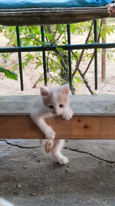 pişik şəkili: Türk anqora, Yaxşı əllərə — 5