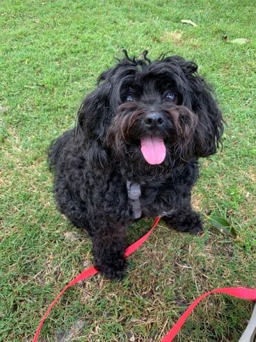 qız it adları: Malta bolonka, 2 il, Dişi, Peyvəndli, Ünvandan götürmə — 4