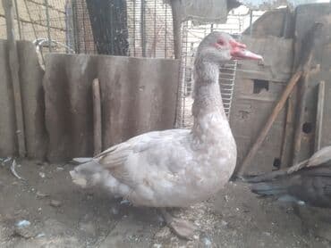 çöl ördəyi: Erkək, | Macar, Damazlıq, Ünvandan götürmə — 2