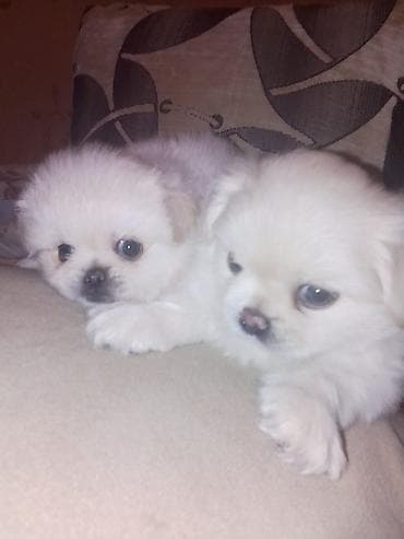 inek bala: Pekines, 1 ay, Dişi, Peyvəndli — 7
