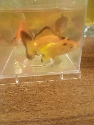 mermer baligi: Qızıl balıq, Sülhsevər — 1