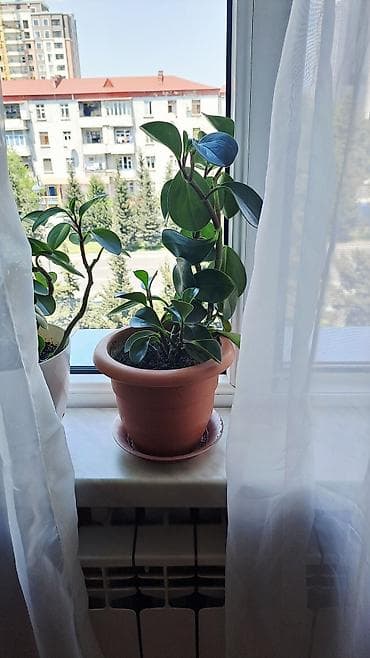 Peperomiya (Peperomia obtusifolia) – dekorativ yarpaqlı otaq bitkisi
