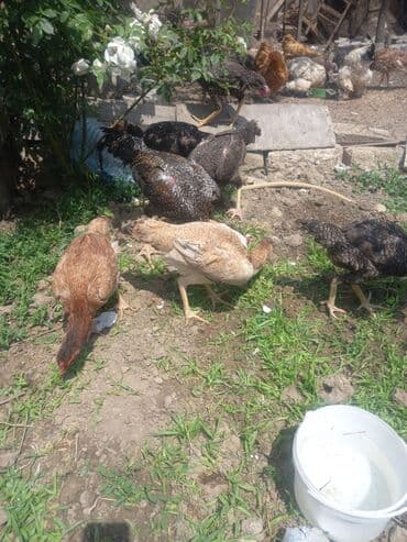 setteri it cinsinin digər adı: Satılır: Uzunboyun, iri cüssəli, sərt ayaqlı yerli döyüş tipli — 4