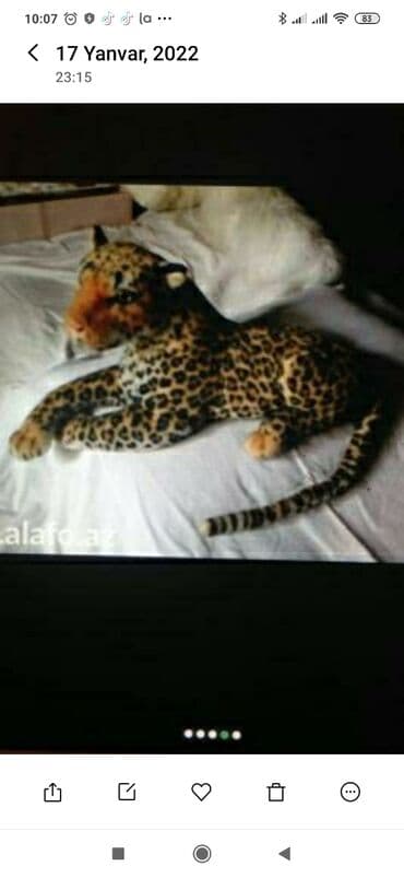 Vaşaq oyuncaq, böyükdü, 20 man