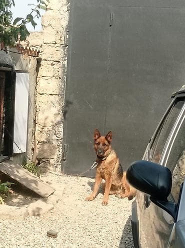 basenc itləri: Alman çoban iti, 9 ay, Dişi, Ünvandan götürmə — 4