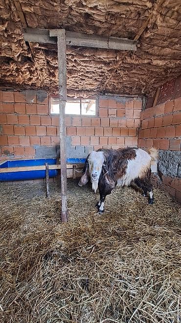 korella tutuqusu haqqında: (təkə)hələb keçisi istiyən varsa əlaq nömrəsi var:506354123 - Cins — 7