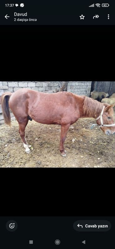 austin montego 16 at: Erkək, il: 3 — 1