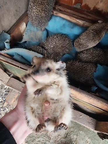 yumurta latoku: Kirpi – bağ üçün zərərvericilərə qarşı təbii “mühafizəçi” - Gecə — 2