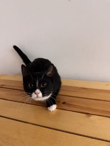 тап аз кошки: Самка, В добрые руки — 9