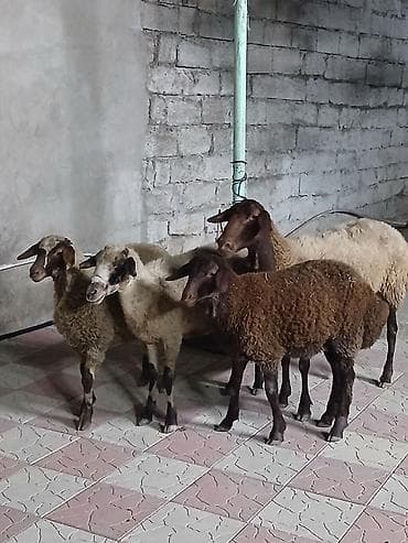 dişi qoyun: Qoyunlar – yerli ətlik-südlük istiqamət - Şəkillərdə quzu və anası ilə — 5