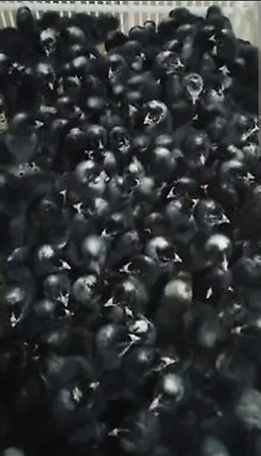 en ucuz at: Salam Allah herkesin coreyin versin. lider55 .Xarkov qenberi — 9