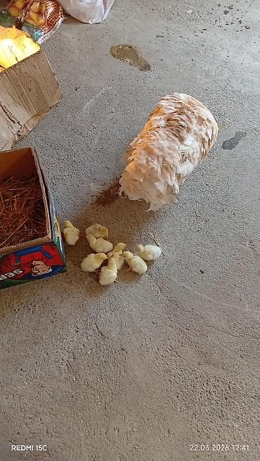 Toyuq, Damazlıq, Ünvandan götürmə