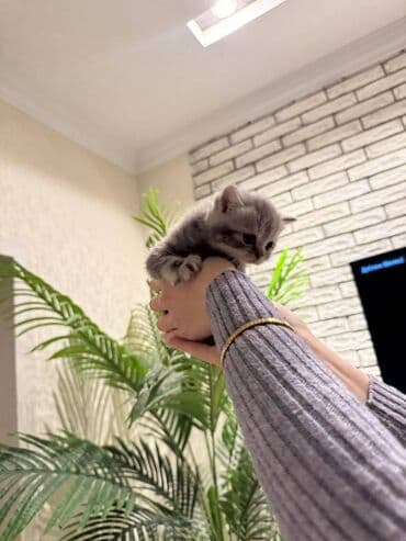 pişikler ucuz: Şotland — 10