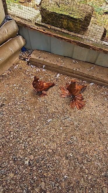 goyercin bazari: Məhsul: Bəzək göyərçinləri – qırmızı-qəhvəyi rəng, geniş “yelpik” — 4