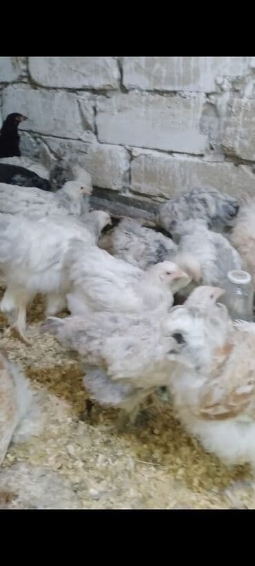 tutuquşu qiymeti: Toyuq cücələri, Damazlıq — 2