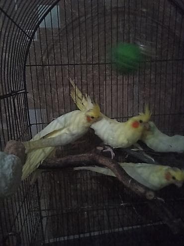 Tutuquşları: Nimfa (cockatiel) tutuquşuları – lutino və boz rəng variantları - — 6