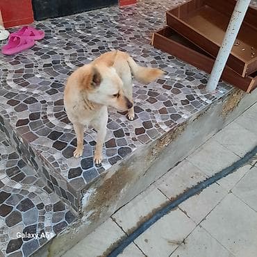 balaca boyumeyen itler: Şpitz — 4