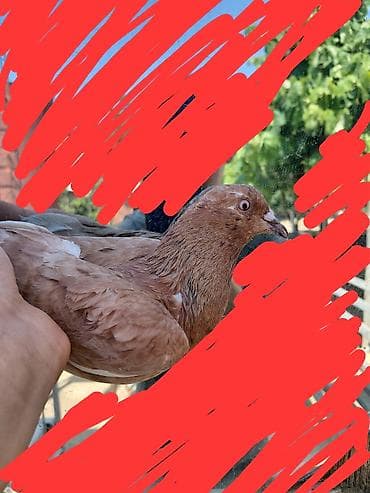 satiliq itler: Satılır öz göyərçinlərim. Çox yaxşı uçurlar, 4 saatdan çox havada qala — 2
