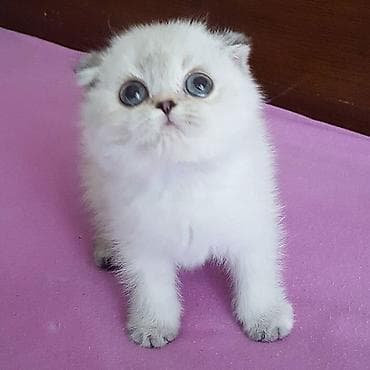 pişik aliram: Ağ tüklü balaca pişik balası - Cins: ehtimalən Scottish Fold/Longhair — 7