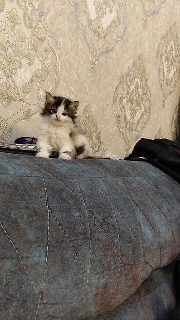 anqor pisiyi: Dişi, Yaxşı əllərə — 3