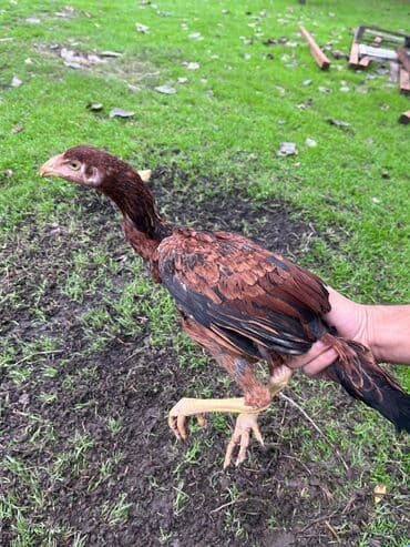 cins inekler: Курица, Для разведения — 4